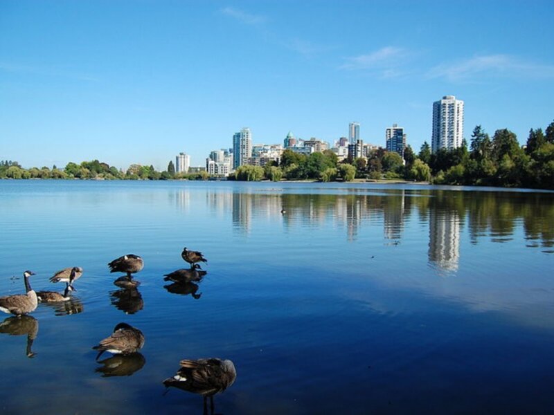 Geese on a lake with city skyline