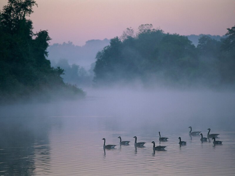 Geese on a Misty Lake — Purple
