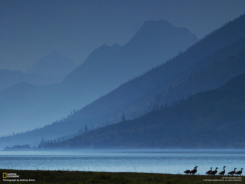 Geese on a misty lake