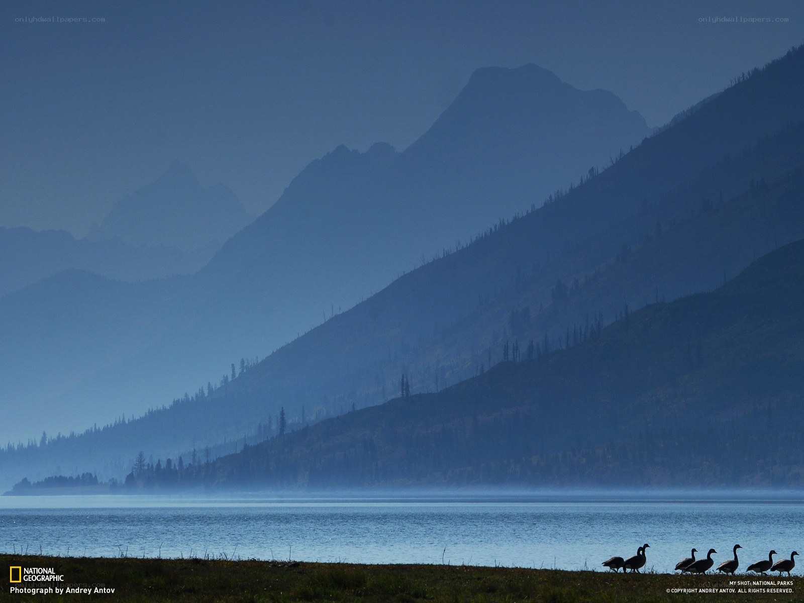Geese on a misty lake