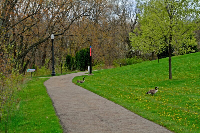 Geese on a Path