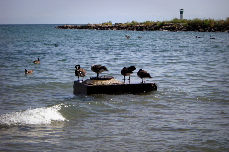 Geese on a Pier