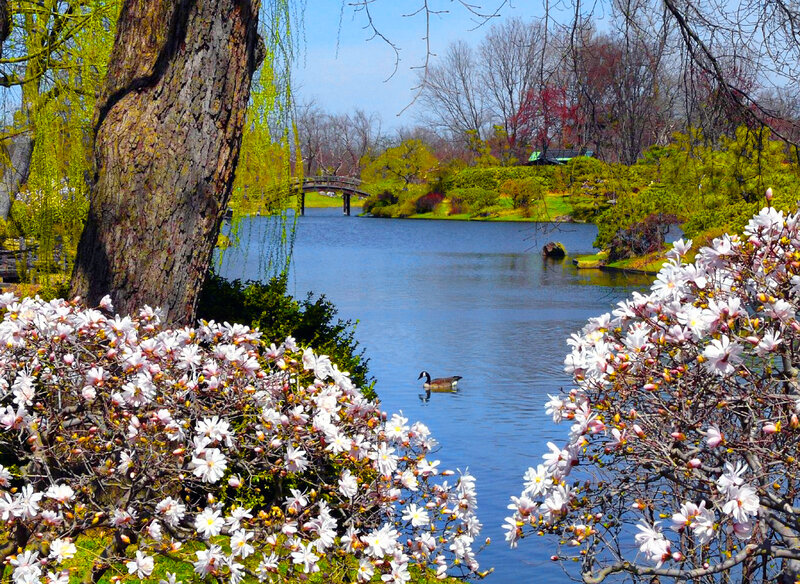 Geese on a Pond — Blue, Serene
