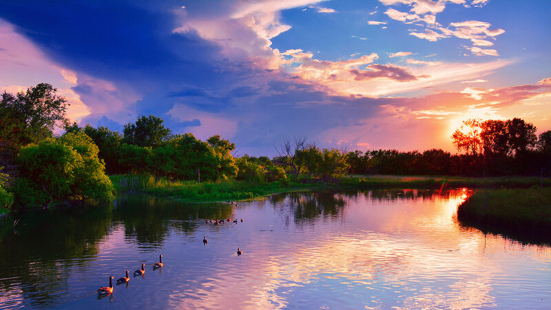 Geese on a Pond — Blue