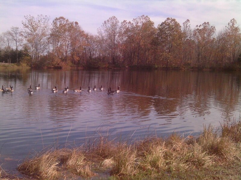 Geese on a Pond — Brown