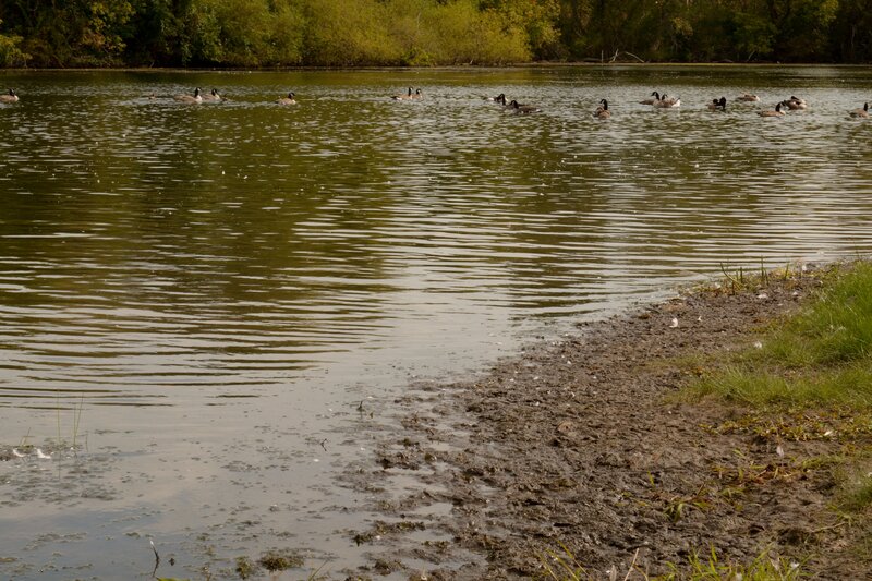 Geese on a Pond — Green, Calm