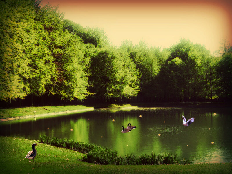 Geese on a Pond — Green, Serene, Afternoon