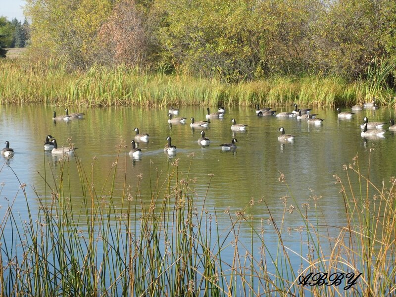 Geese on a Pond — Green, Serene, Autumn