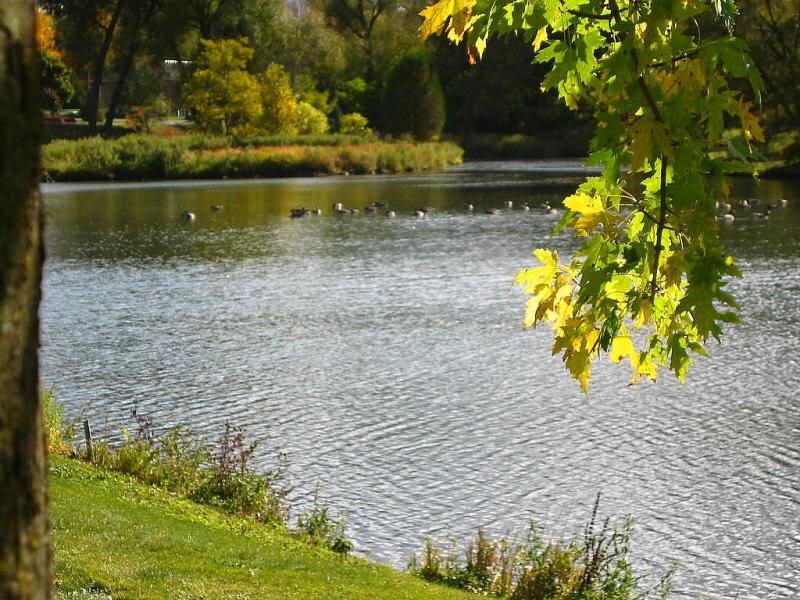 Geese on a Pond — Green, Serene