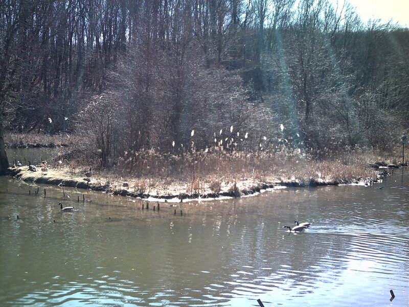Geese on a pond in winter