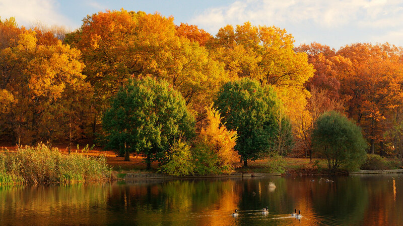 Geese on a Pond — Orange