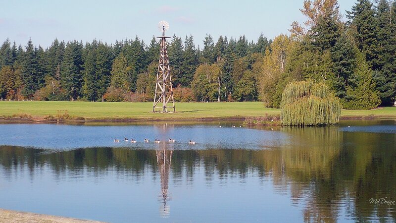 Geese on a Pond