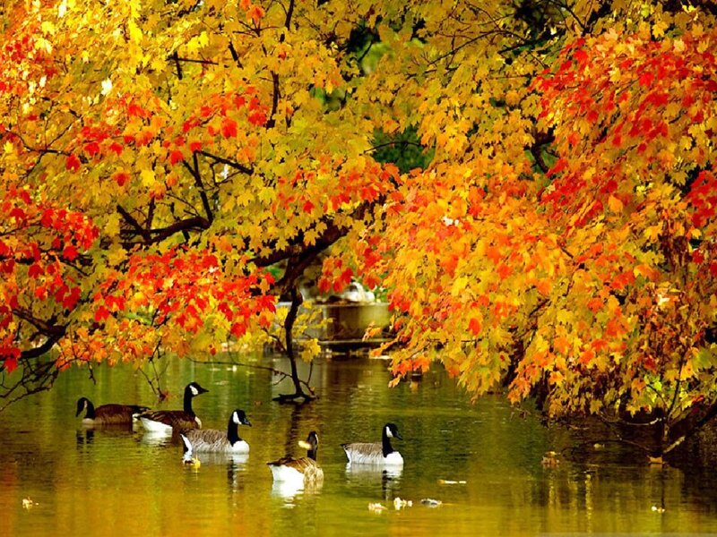 Geese on a Pond — Yellow, Serene