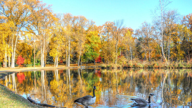 Geese on a Pond — Yellow