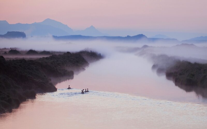 Geese on a River — Pink