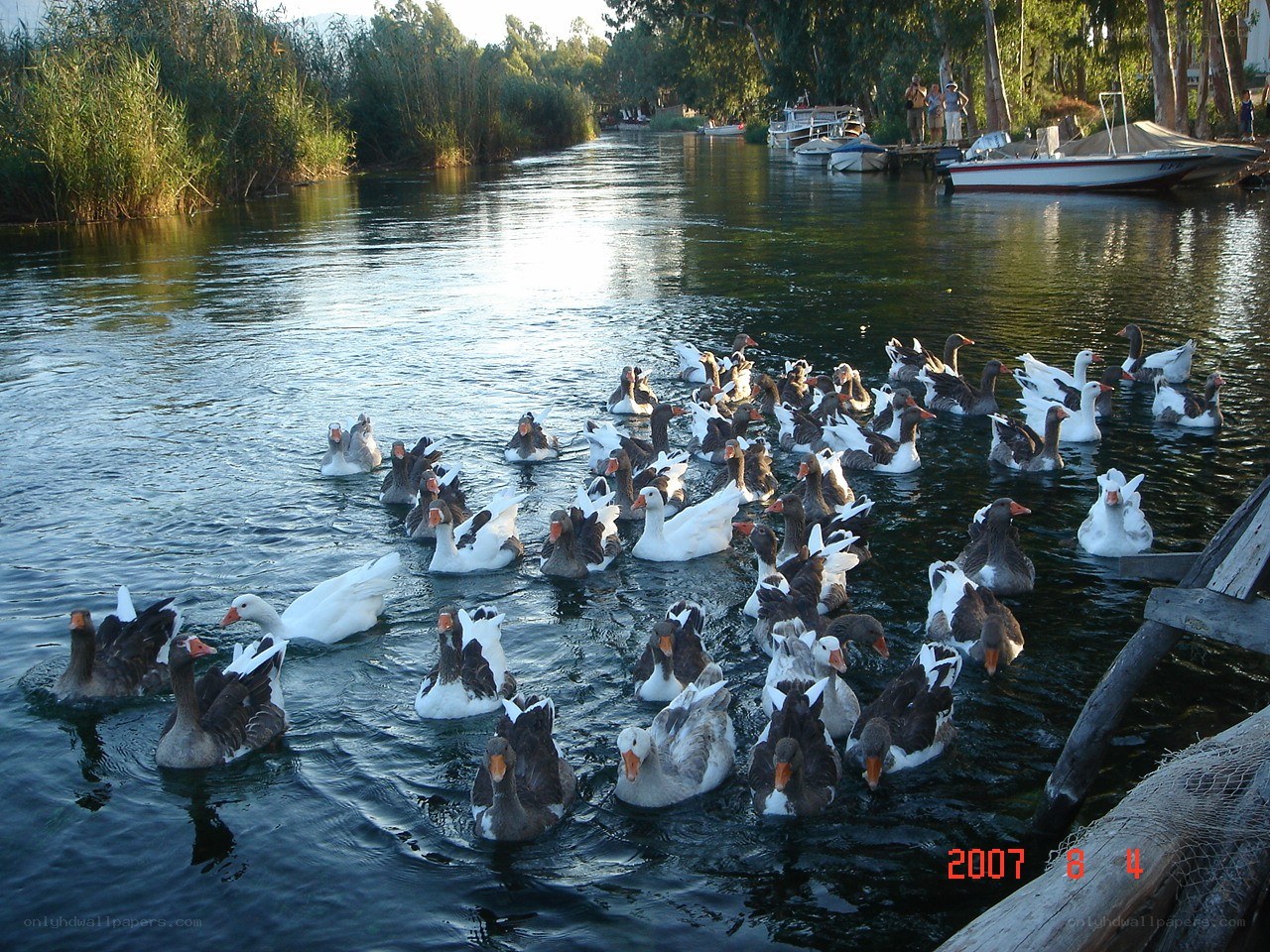 Geese on a river