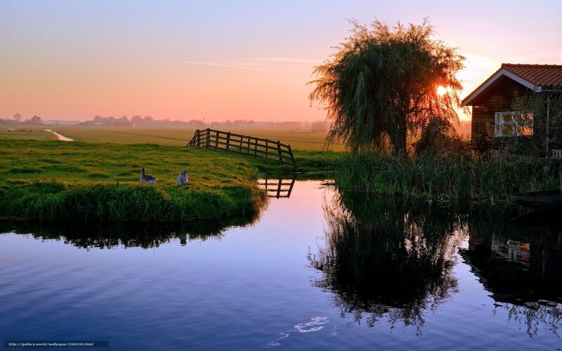 Geese on a Riverbank — Blue, Serene