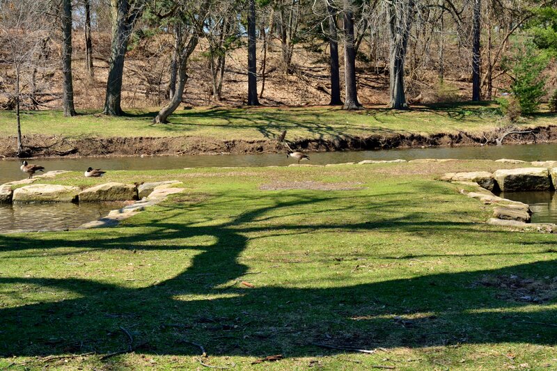 Geese on a Riverbank — Green