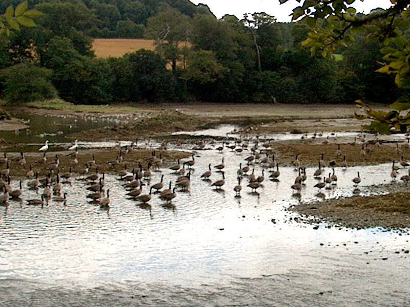 Geese on a riverbank