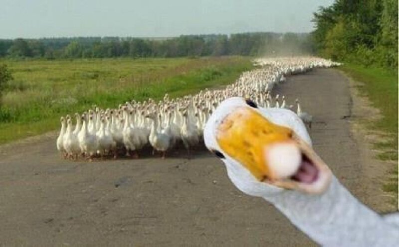 Geese on a Road