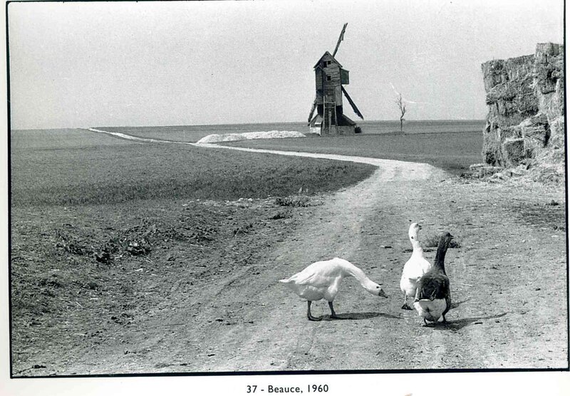 Geese on a rural path