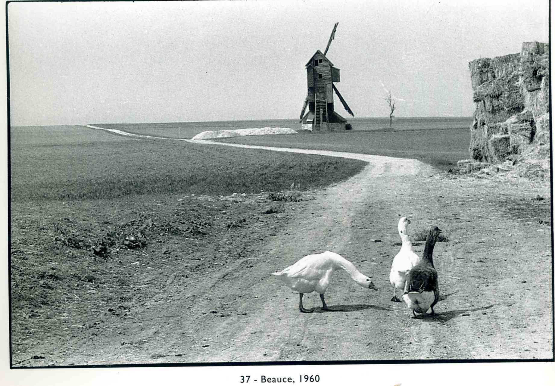 Geese on a rural path