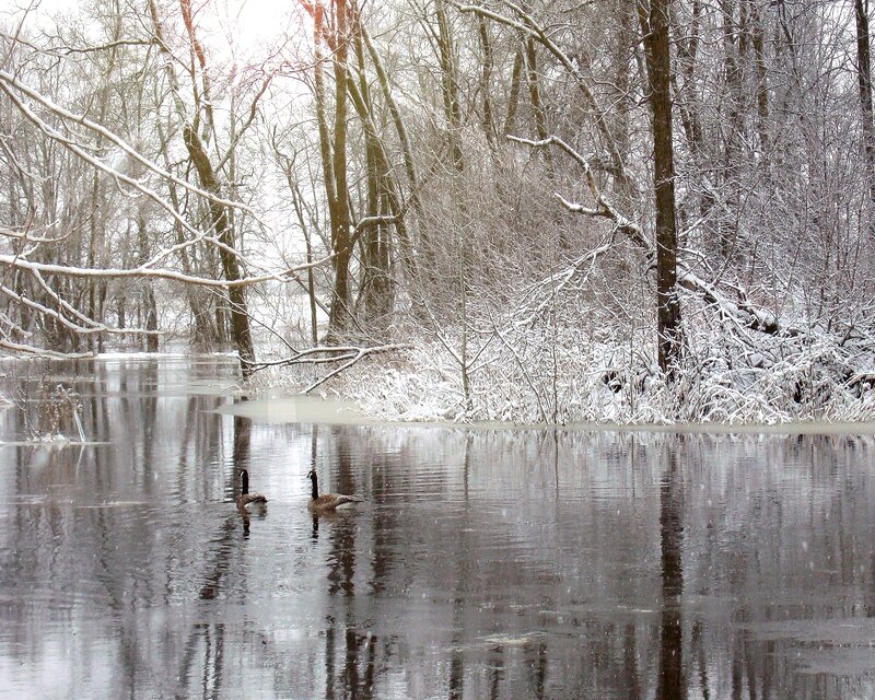 Geese on a snowy river