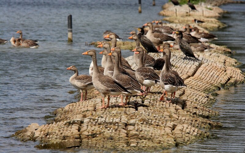 Geese on a Stone Path