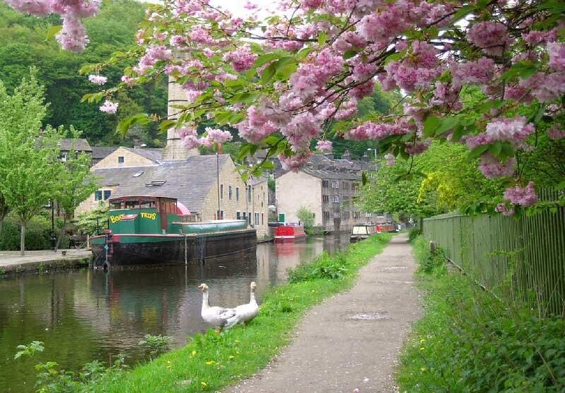 Geese on Canal Bank