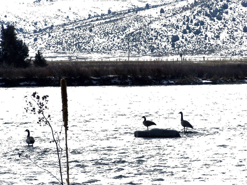 Geese on Frozen Lake