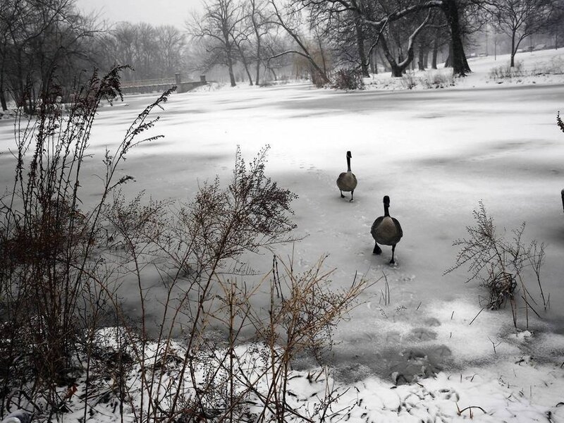 Geese on Frozen Pond