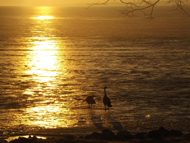 Geese on Frozen Water