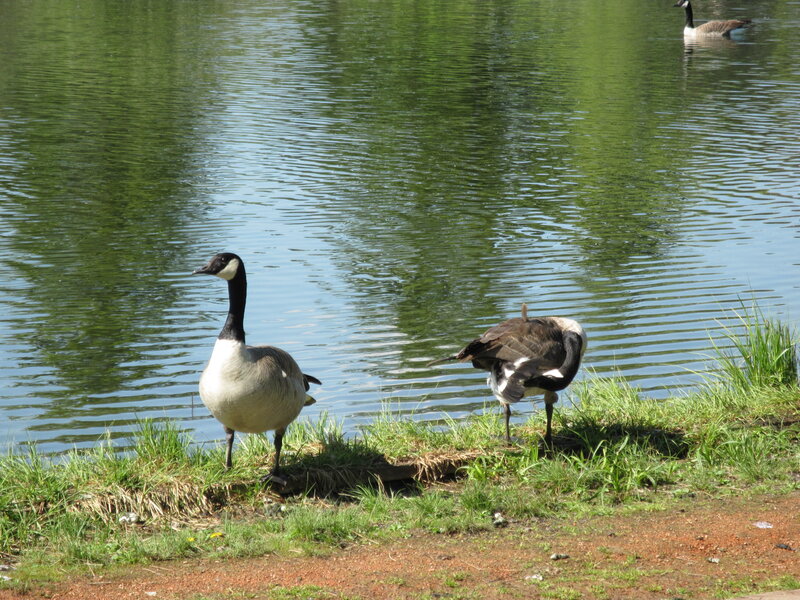 Geese on Grass Bank
