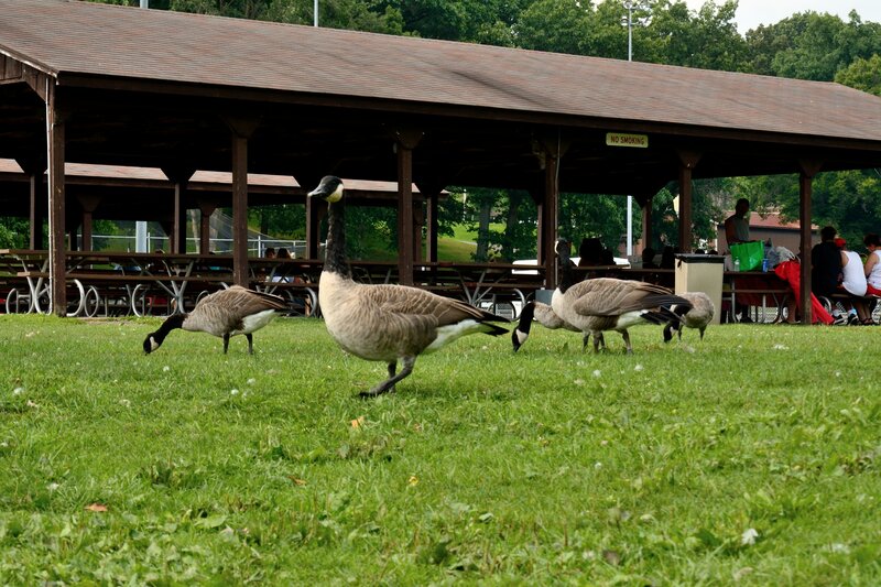 Geese on Grass — Green, Calm, Afternoon
