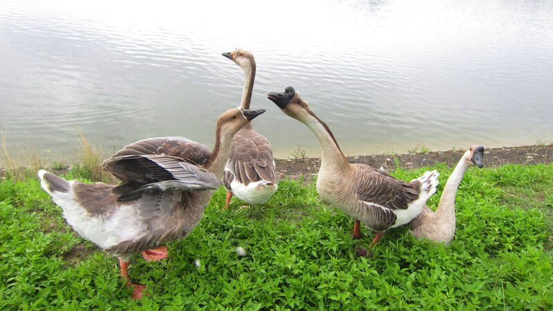 Geese on Grass — Green, Calm