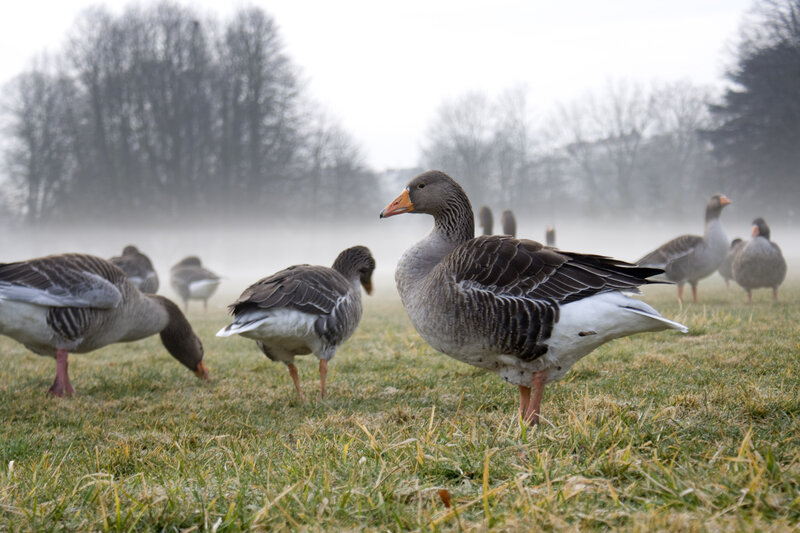 Geese on Grass — Green, Misty