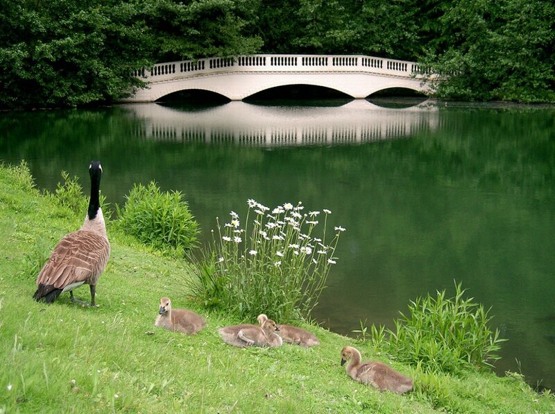 Geese on Grass — Green, Serene, Afternoon