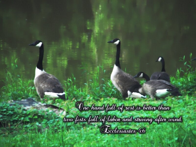 Geese on Grass — Green, Serene