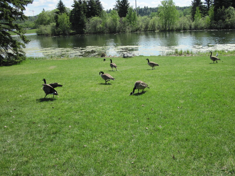 Geese on Grass — Green
