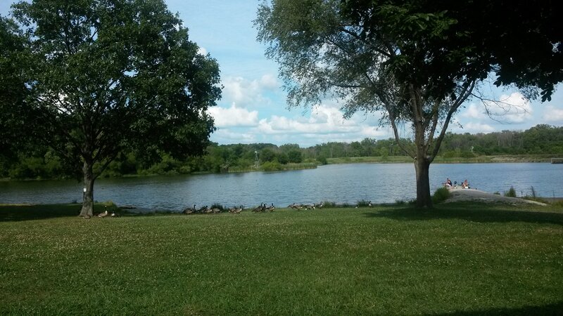 Geese on Grass Near Lake