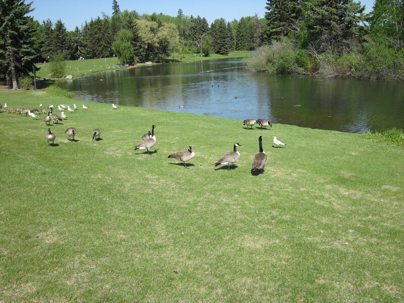 Geese on Grass Near Pond — Green, Serene