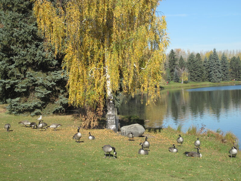 Geese on Grass Near Pond — Green