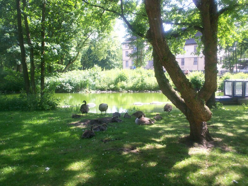 Geese on Grass Near Pond