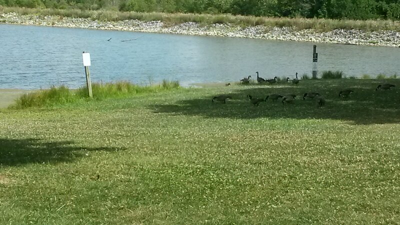 Geese on Grass Near Water
