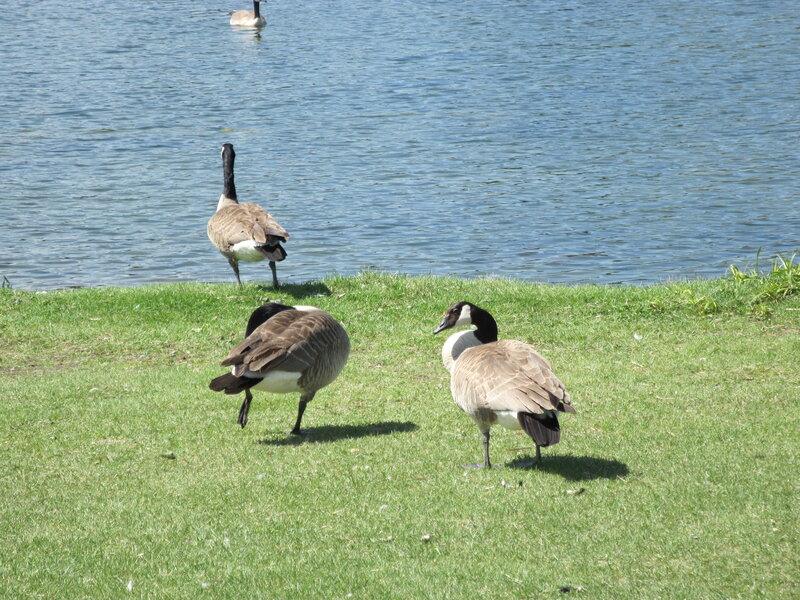 Geese on Grass