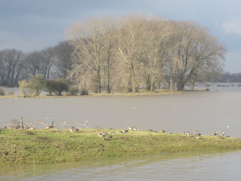 Geese on Grassy Bank — Green