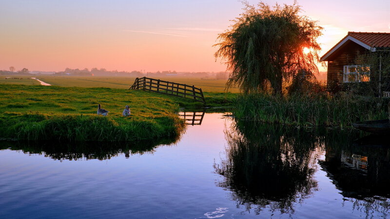 Geese on Grassy Bank