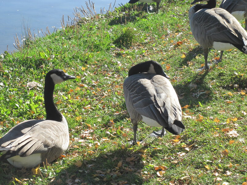Geese on Grassy Slope