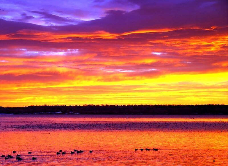 Geese on Lake at Sunset