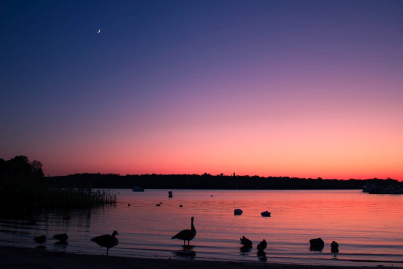 Geese on Lake Shore